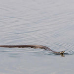 Schlangenstreich mit Schnur und Clip