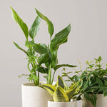 Frosch-Pflanzenständer