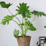 Frosch-Pflanzenständer