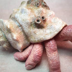Finger-Parasit Krabbe Skulptur aus Kunstharz